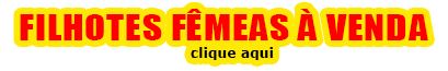 Filhotes Fêmeas à Venda