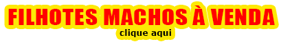 Filhotes Machos à Venda