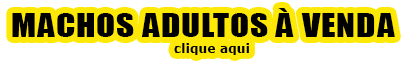 Adultos Machos à Venda
